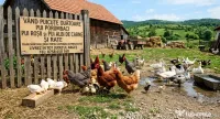 vând puicuțe ouătoare 