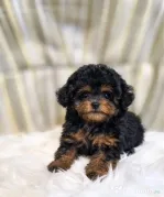 Caniche Poodle mini toy