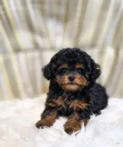 Caniche Poodle mini toy 