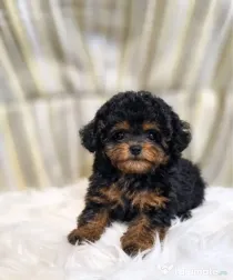 Caniche Poodle mini toy