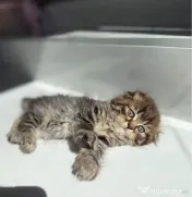 Scottish fold 