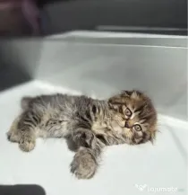 Scottish fold