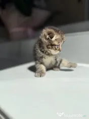 Scottish fold 