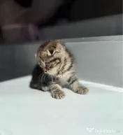 Scottish fold 