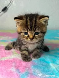 American shorthair 