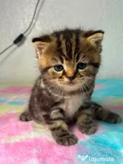 American shorthair 