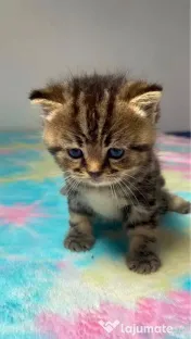 American shorthair 