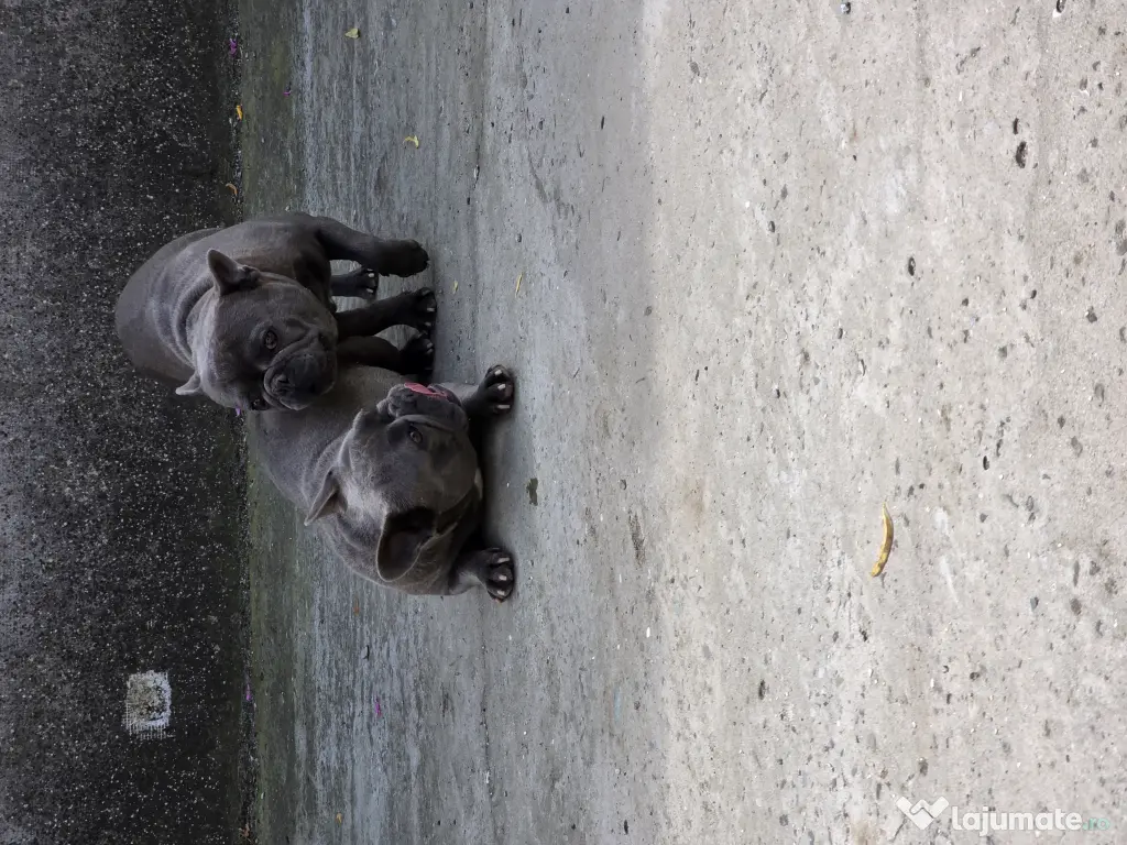 Vand pereche buldog francez