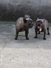 Vand pereche bulldog francez 