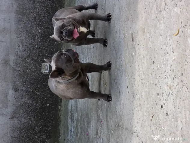 Vand pereche buldog francez