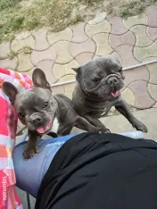 Vand pereche bulldog francez 