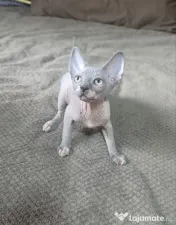 Daria - femela sphynx din felisa cu certificat pedigree WCF 