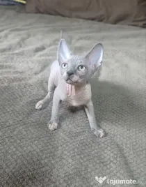 Daria - femela sphynx din felisa cu certificat pedigree WCF