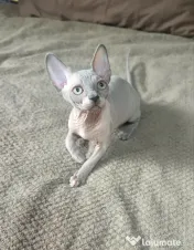 Daria - femela sphynx din felisa cu certificat pedigree WCF 