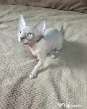 Daria - femela sphynx din felisa cu certificat pedigree WCF 