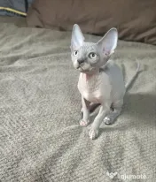 Daria - femela sphynx din felisa cu certificat pedigree WCF 