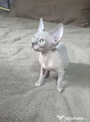 Daria - femela sphynx din felisa cu certificat pedigree WCF 