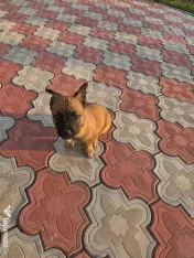 Donez cățel Malinois Metis-femela 