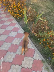 Donez cățel Malinois Metis-femela 
