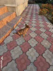 Donez cățel Malinois Metis-femela 