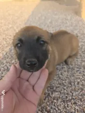 Donez cățel Malinois Metis-femela 