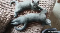 animale de companie