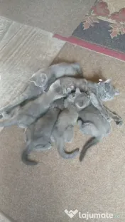 Animale de companie pisici british 