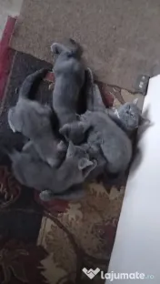 Animale de companie pisici british 