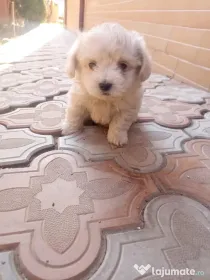 pui Bichon maltez