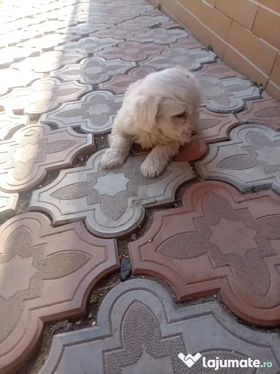 Pui bichon maltez