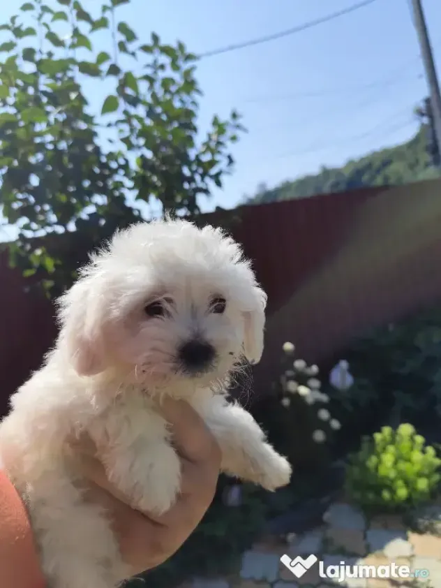 Pui bichon maltez