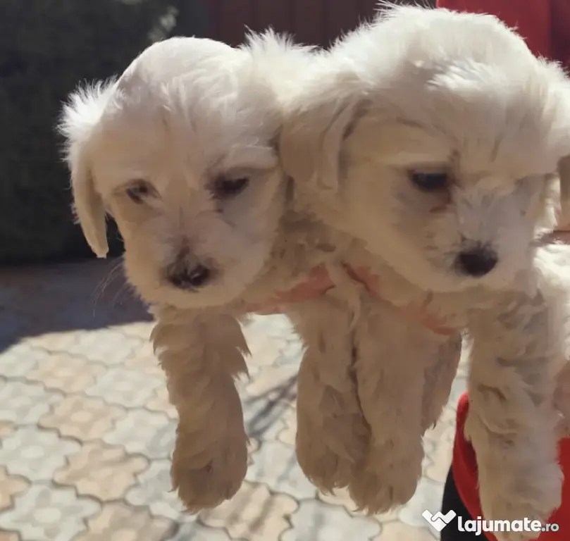 Pui bichon maltez