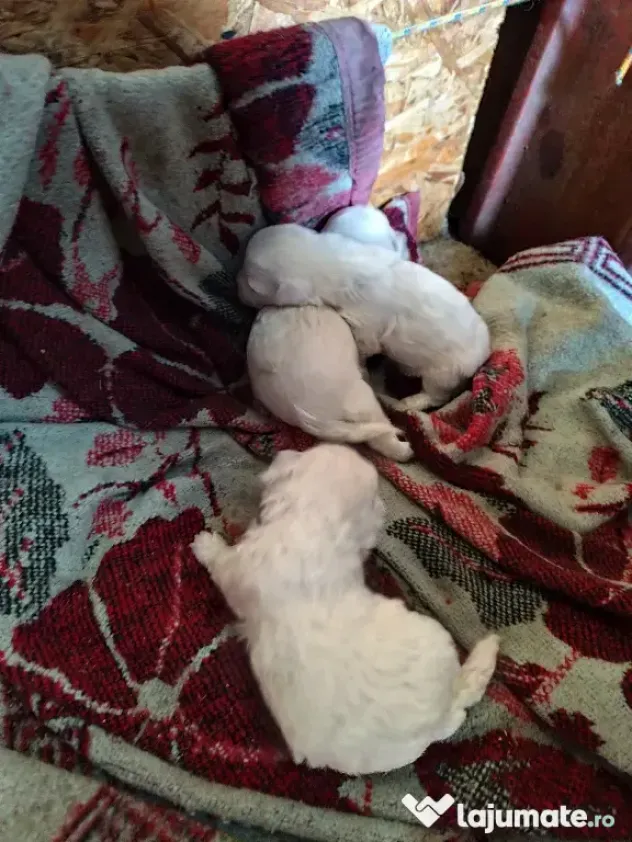 Pui bichon maltez