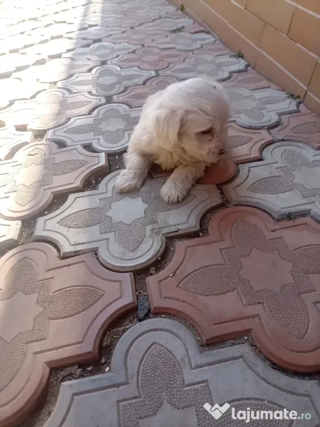 pui Bichon maltez