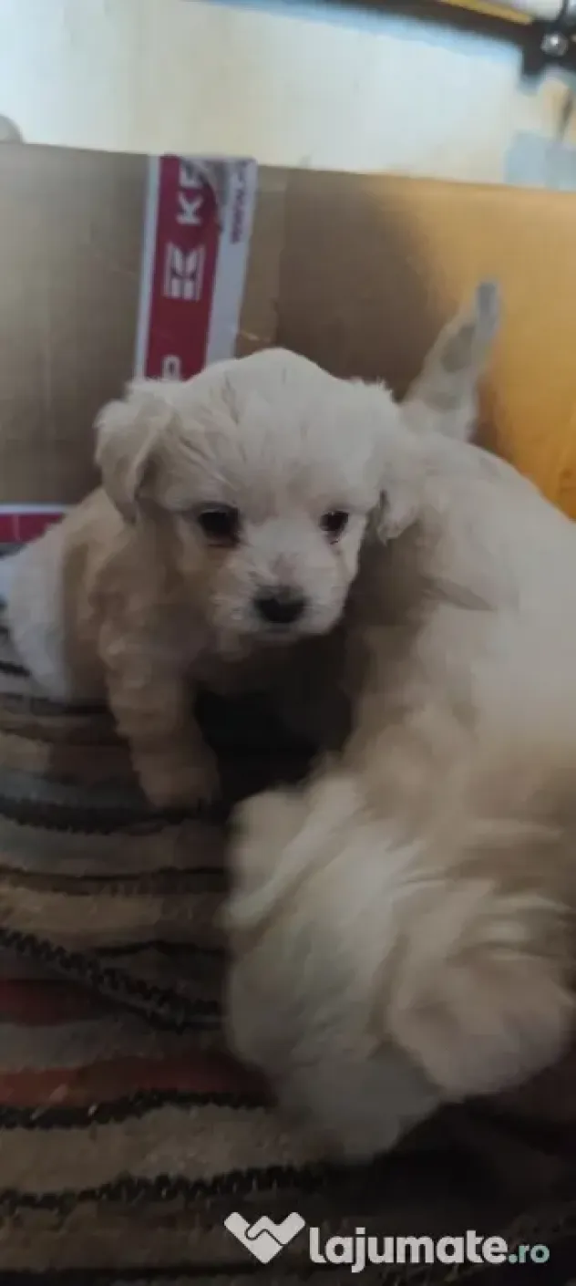 pui Bichon maltez