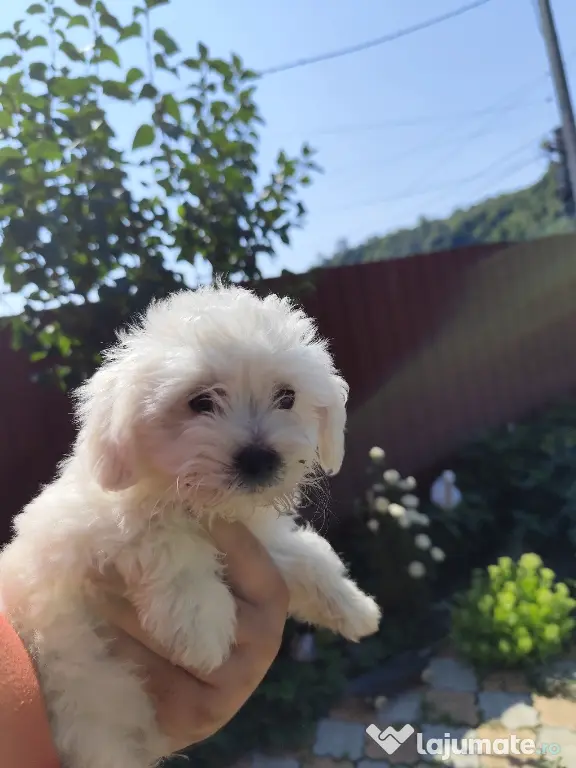 pui Bichon maltez