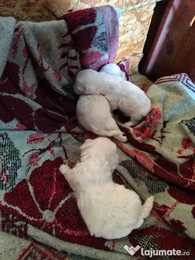 pui Bichon maltez