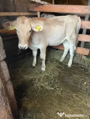 Vând vaca cu vițica de 2 luni