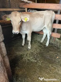 Vând vaca cu vițica de 2 luni