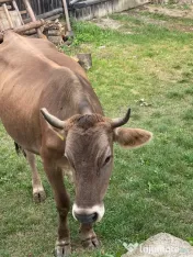 Vând vaca cu vițica de 2 luni