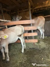 Vând vaca cu vițica de 2 luni