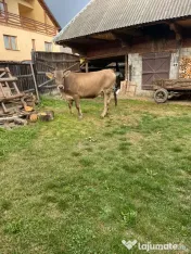 Vând vaca cu vițica de 2 luni