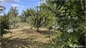 Teren intravilan 432 mp Albesti