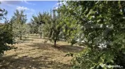 Teren intravilan 432 mp Albesti