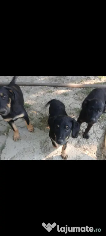 Se dau spre adopție 2 cățeluși 3 luni