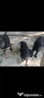 Se dau spre adopție 2 cățeluși 3 luni 