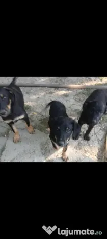 Se dau spre adopție 2 cățeluși 3 luni