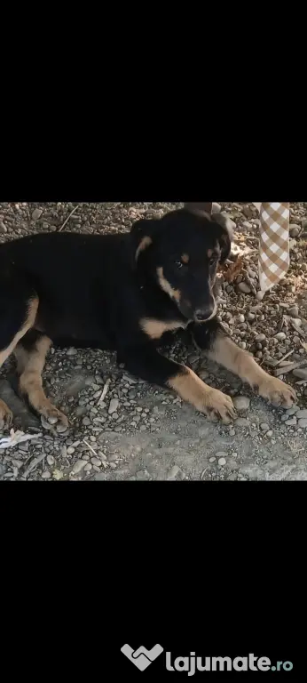 Se dau spre adopție 2 cățeluși 3 luni