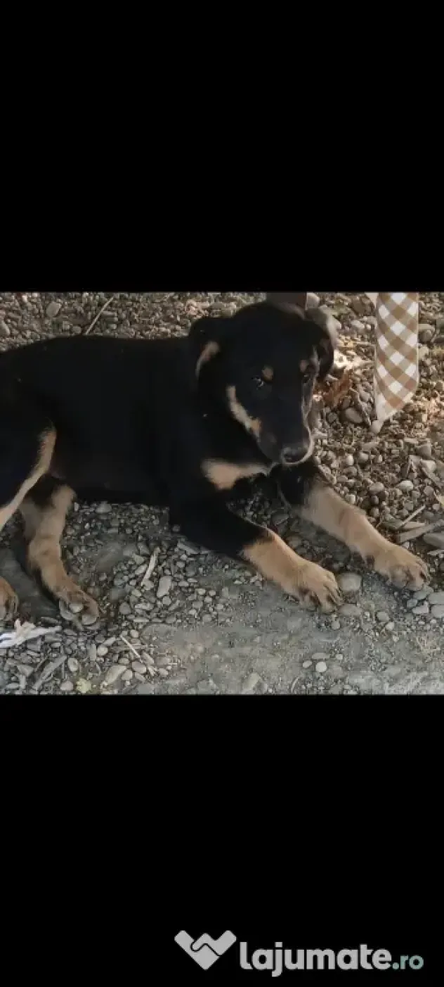 Se dau spre adopție 2 cățeluși 3 luni