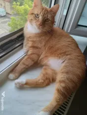 Motănel lipicios adoptie 